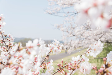 府中市の多摩川と桜