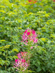Group of purple and red Cleome hassleriana flowers or Spinnenblume or Cleome spinosa is on a green blurred background