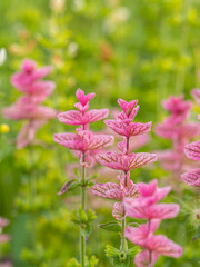 Salvia pink flowers with green leaves Blossom, medicinal plant in summer, close-up