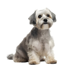 half side view, gray dandie dinmont sitting in front of transparent background