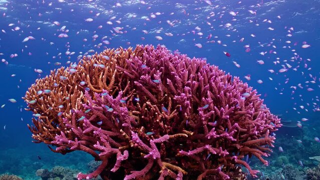 The top of a majestic deep purple Staghorn Coral formation. Schools of small tropical reef fish gracefully swim above, Great Barrier Reef