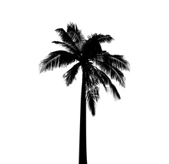 Fototapeta na wymiar silhouette of palm tree on white background vector art, black color ,