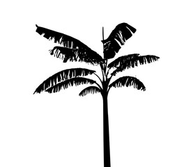 silhouette of  banana tree on white background vector art,  black color ,