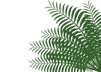 green palm leaf vector isolated on white,. tropical leaves plant isolated icon vector illustration design  vector illustration design