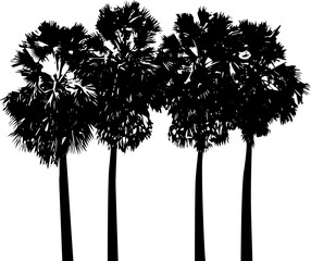 Set of silhouettes of palm trees on a white background. Vector illustration, for design element 