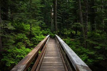 Wooden Bridge Crossing Through Lush Green Forest in Washington