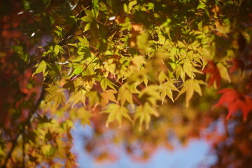 The autumn leaves during this season are beautiful.