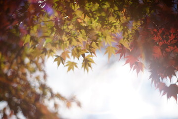 The autumn leaves during this season are beautiful.