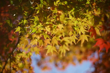 The autumn leaves during this season are beautiful.