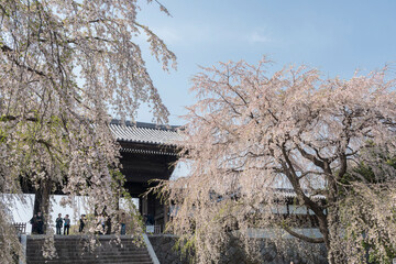 東郷寺と桜