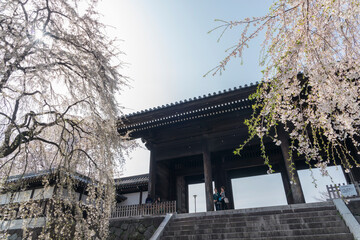東郷寺と桜