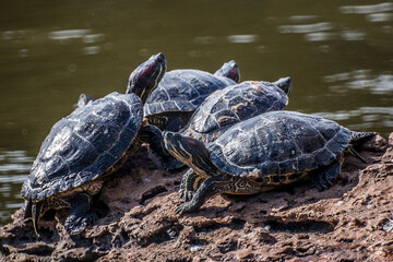 Turtles stand on a stone against the background of water next to swan legs	
