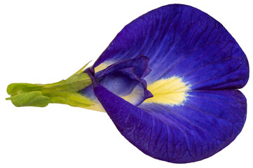 Butterfly pea or Asian Pigeonwing. Blue pea isolate on white background PNG File.