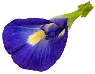 Butterfly pea or Asian Pigeonwing. Blue pea isolate on white background PNG File.