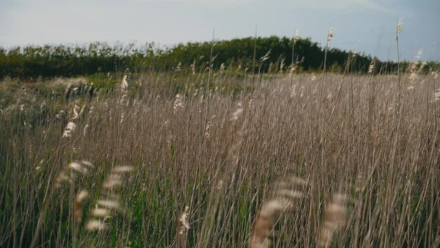 Wheat blowing in the wind early summer in Denmark