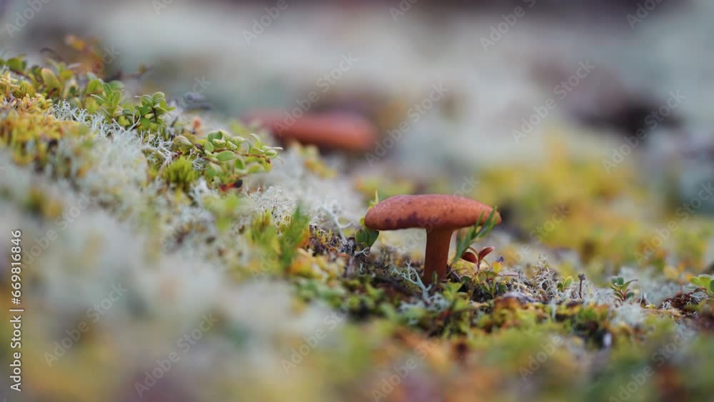 Poster a tiny orange-brown mushroom grows on the fluffy lichen cushion. a close-up parallax shot. bokeh bac