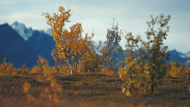 Autumn tundra landscape. Snow-covered mountain in the background. Slow-motion parallax shot. Bokeh.
