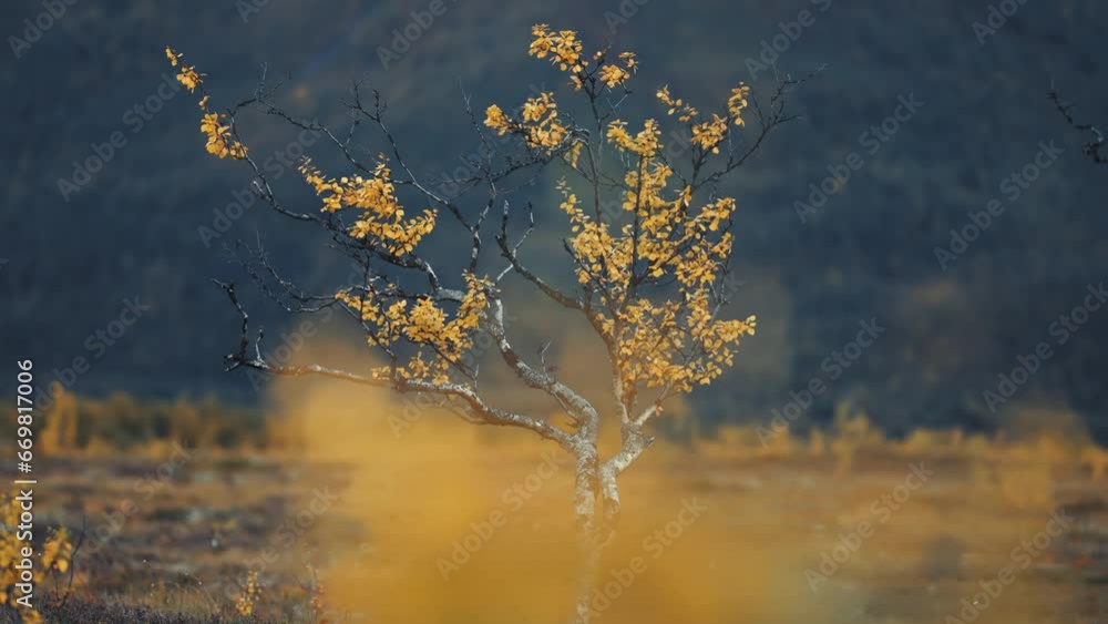 Poster a solitary birch tree with twisted thin branches covered with bright yellow leaves. slow-motion para
