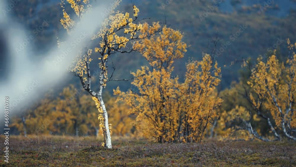 Poster brightly colored birch trees in the gloomy tundra landscape. slow-motion, parallax shot. bokeh backg