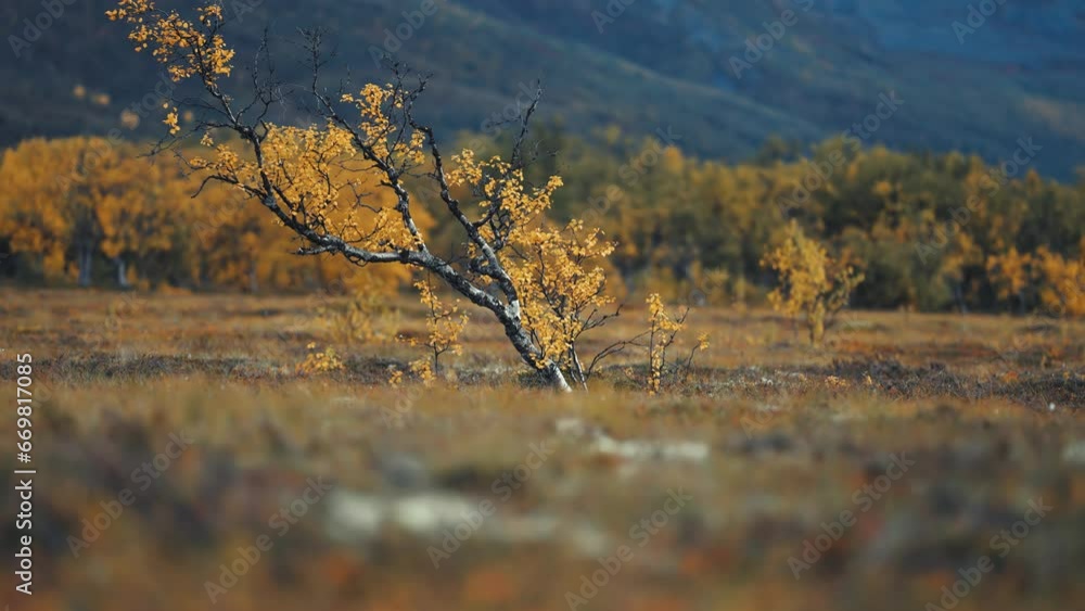 Poster a solitary birch tree with twisted thin branches covered with bright yellow leaves in the autumn tun