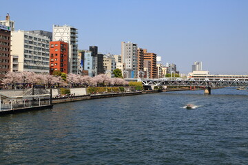 隅田川沿いに咲く満開の桜