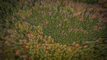 Most beautiful autumn forests in Latvia. Mixed woods with beautiful different colors.