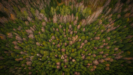 Most beautiful autumn forests in Latvia. Mixed woods with beautiful different colors.