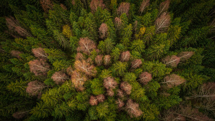 Most beautiful autumn forests in Latvia. Mixed woods with beautiful different colors.
