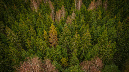 Most beautiful autumn forests in Latvia. Mixed woods with beautiful different colors.