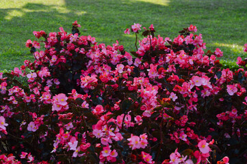 High Angle View Of Red Flowers And Reddish Leaves Of Begonia Cucullata Plants With Well-kept Green Grass In The Garden