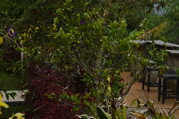 Obraz premium Various Types Of Garden Plants As A Rest Stop Along The Mountain Road In The Evening