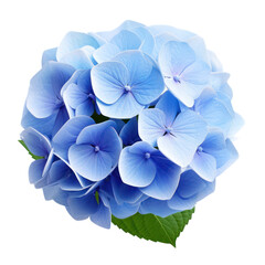 Hydrangea isolated on transparent background,transparency 