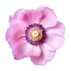 purple anemone flower isolated on transparent background,transparency 