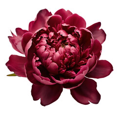 burgundy peony isolated on transparent background,transparency 