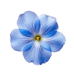 Blue primrose isolated on transparent background,transparency 