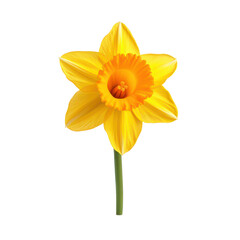 Yellow daffodil,Narcissus flower isolated on transparent background,transparency 