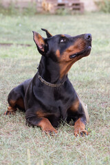 Doberman Pinscher outdoors at park. beautiful female dobie outside at sunset. Small crop ears with chain. Black and rust, tan dog outside. purebred dog portrait