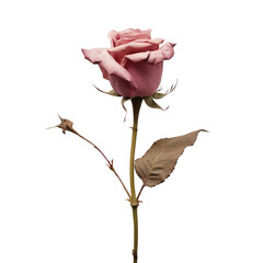 Dried pink rose isolated on transparent background,transparency 
