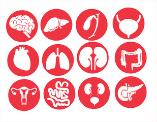 Human internal organs. Vector sketch isolated illustration. Hand drawn doodle anatomy symbols set.Reproductive system, lungs,liver,intestine,stomach,pancreas,kidney,uterus,intestine,galbladder	