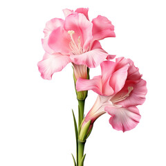 Pink gladiolus flower  isolated on transparent background,transparency 