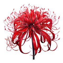 Higanbana,Spider Lily isolated on transparent background,transparency 