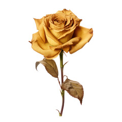dried yellow rose isolated on transparent background,transparency 