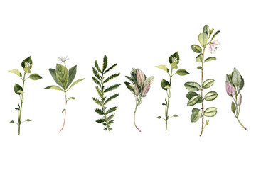 watercolor drawing plants and flowers, isolated at white background, natural elements, hand drawn botanical illustration