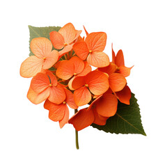 Orange hydrangea flower blossom isolated on transparent background,transparency 