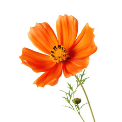 Orange cosmos flower isolated on transparent background,transparency 