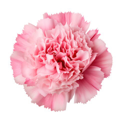 pink carnation flower blossom isolated on transparent background,transparency 