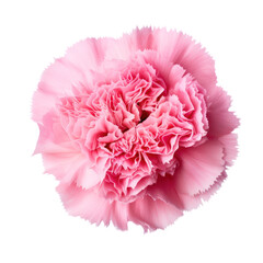 pink carnation flower blossom isolated on transparent background,transparency 