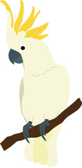 Cockatoo parrot illustration