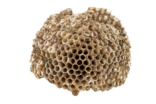 Wasp nest isolated on white background. Old wasp nest close-up.
