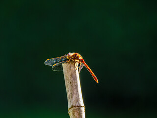 Dragonfly Wings Forward.